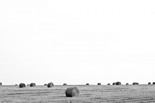 bales of straw hay field
