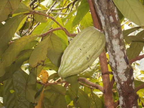 bali cocoa plant holiday