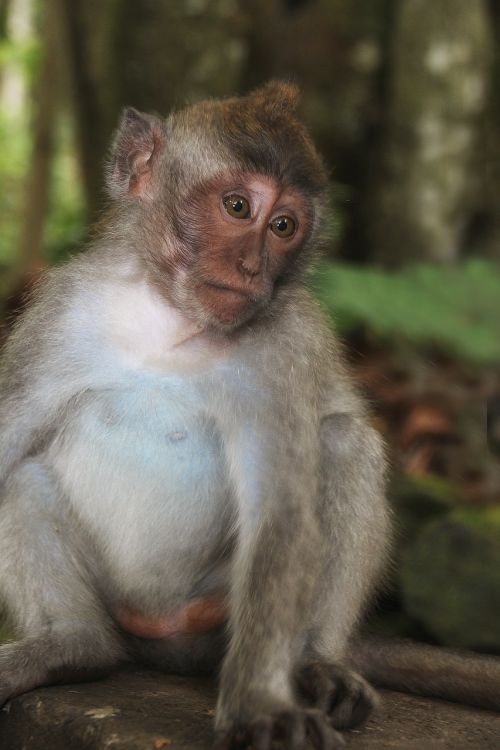bali monkey emotion