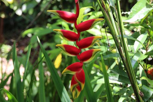 bali garden red flower