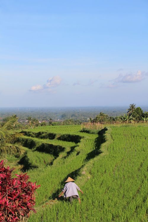 bali rice fields jatiluwih