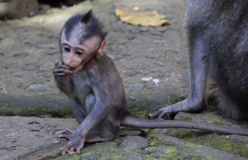 bali monkey baby monkey