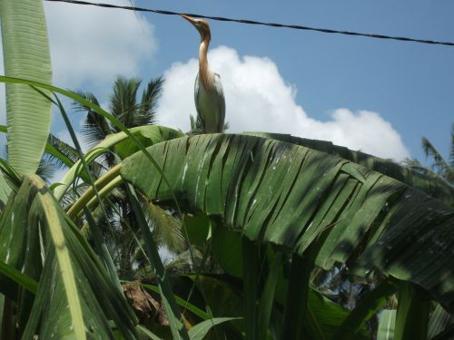 bali indonesia asia