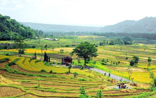 bali indonesia rice