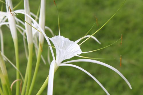 bali white flower sting crab lily