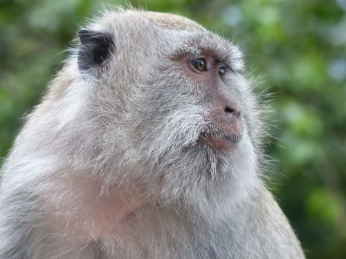 bali indonesia monkey