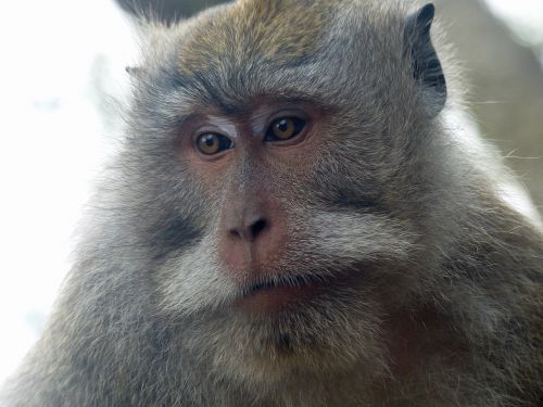 bali indonesia monkey