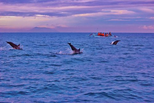 bali dolphins sunrise