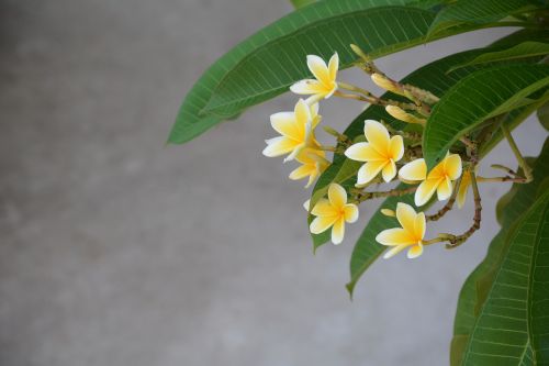 bali national flower plumeria