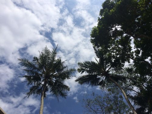 bali sky palm trees