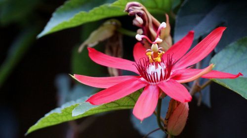 bali nature flower