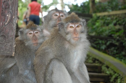 bali  monkeys  monkey family