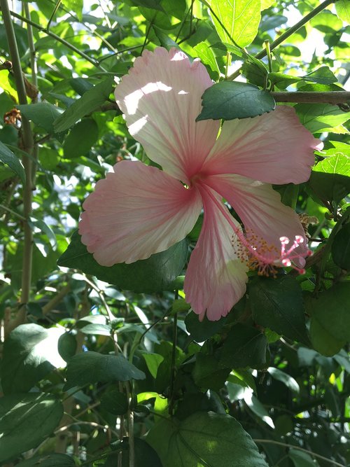 bali  hibiscus  balinese garden