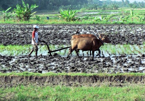 bali rice field agricultural