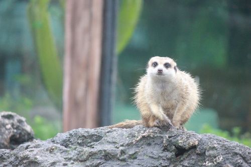 bali safari lemme big eyes