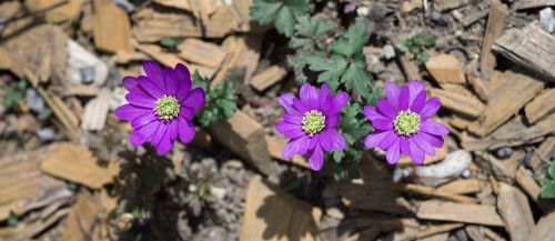 balkan anemone flowers spring