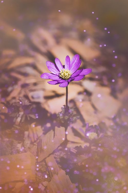 balkan anemone anemone close