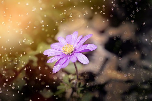 balkan anemone  anemone  flower