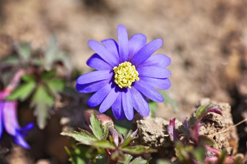 balkan anemone blue flower
