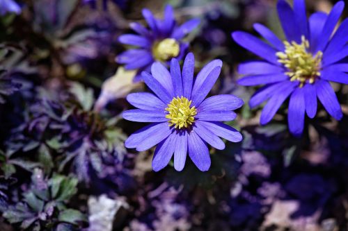 balkan anemone blue blue flower