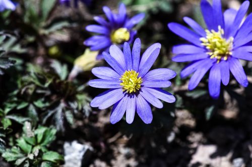 balkan anemone blue blossom