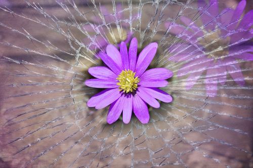 balkan anemone flower spring flower