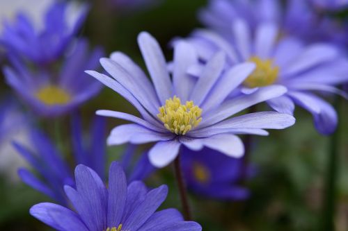 balkan anemone blue blue flower