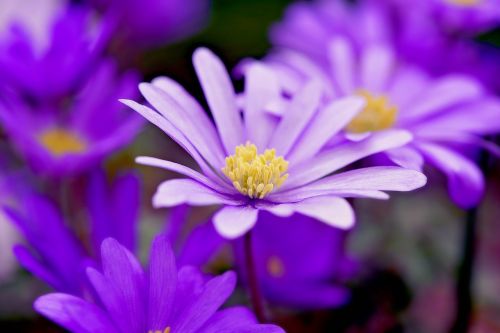 balkan anemone flower purple