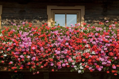 balkonblumen  summer  flowers
