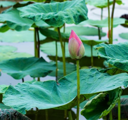 ball flower lotus