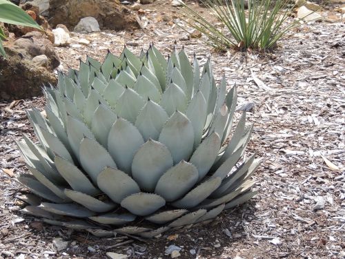 ball cactus plant