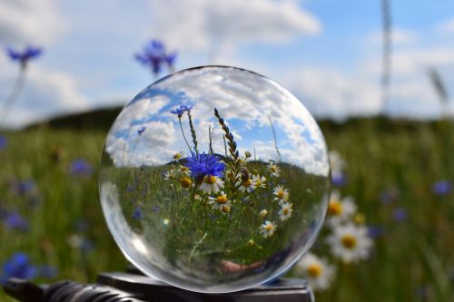 ball field cornflowers