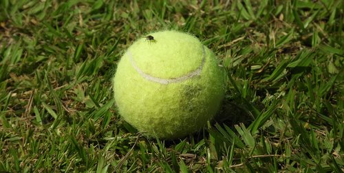 ball  insect  fly