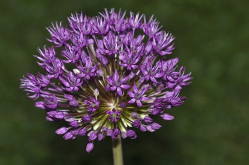 ball leek ornamental onion flower
