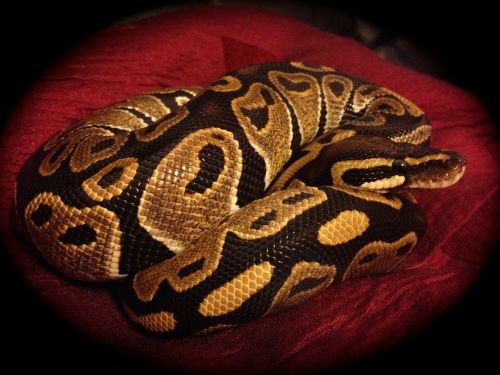 ball python snake normal