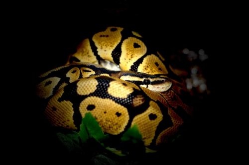 ball python python snake