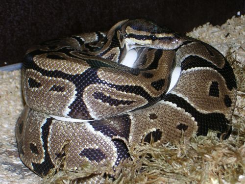 ball python python regius snake