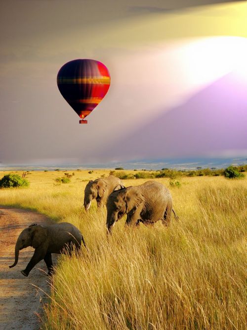 balloon safari elephant