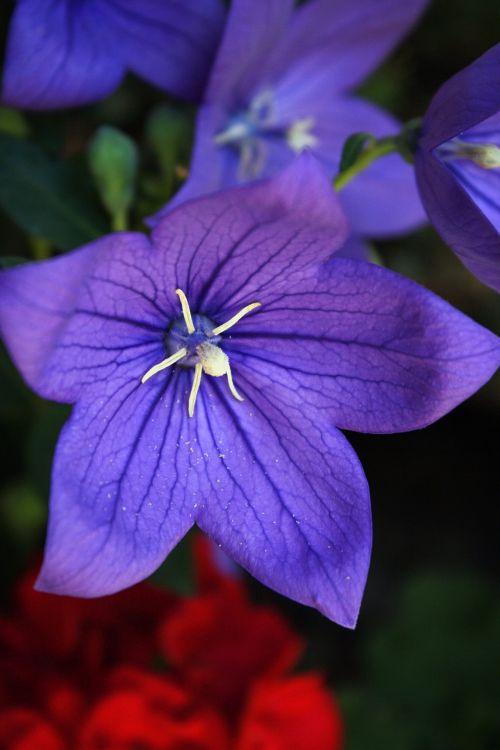 balloon flower platycodon blossom