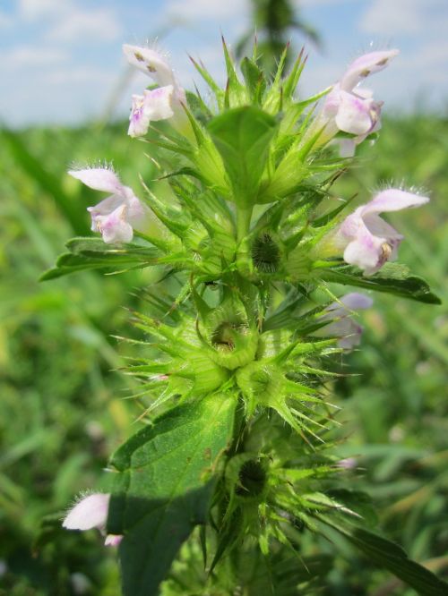 ballota nigra black horehound wildflower