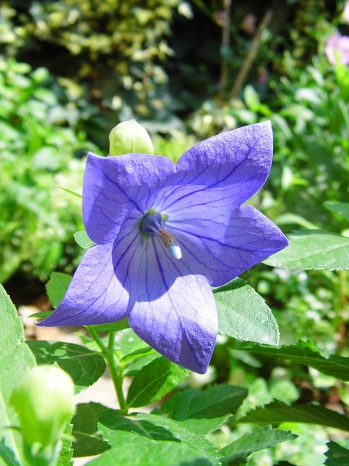balónovník veľkokvetý  the chinese doorbell  blue flower
