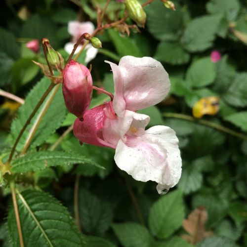 balsam wild flowers pink