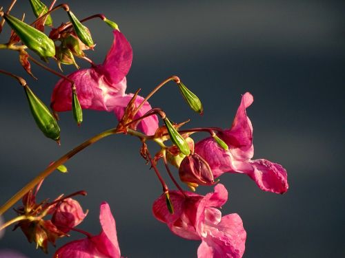 balsam pink indian springkraut