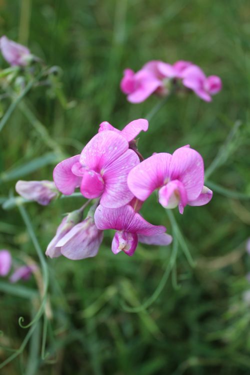 balsam pink grass