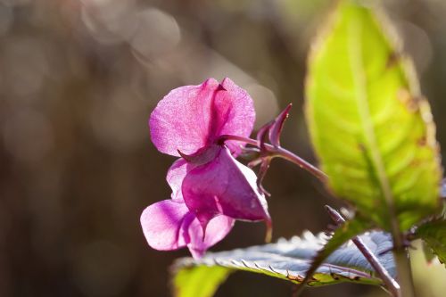 balsam japanese blossom