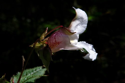 balsam  white  blossom