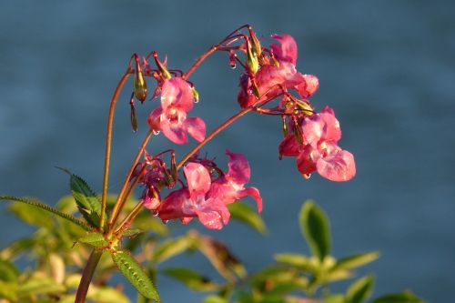 balsam indian springkraut flower