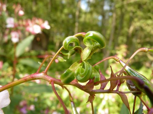 balsam plant bush