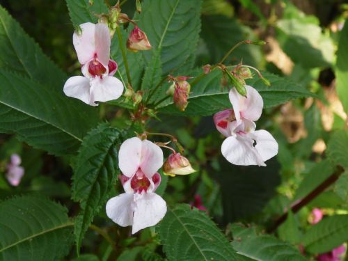 balsam flower indian springkraut