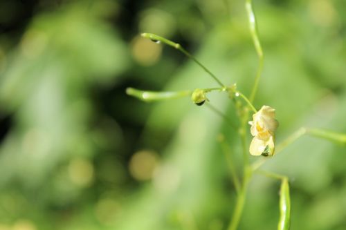 balsam plant blossom